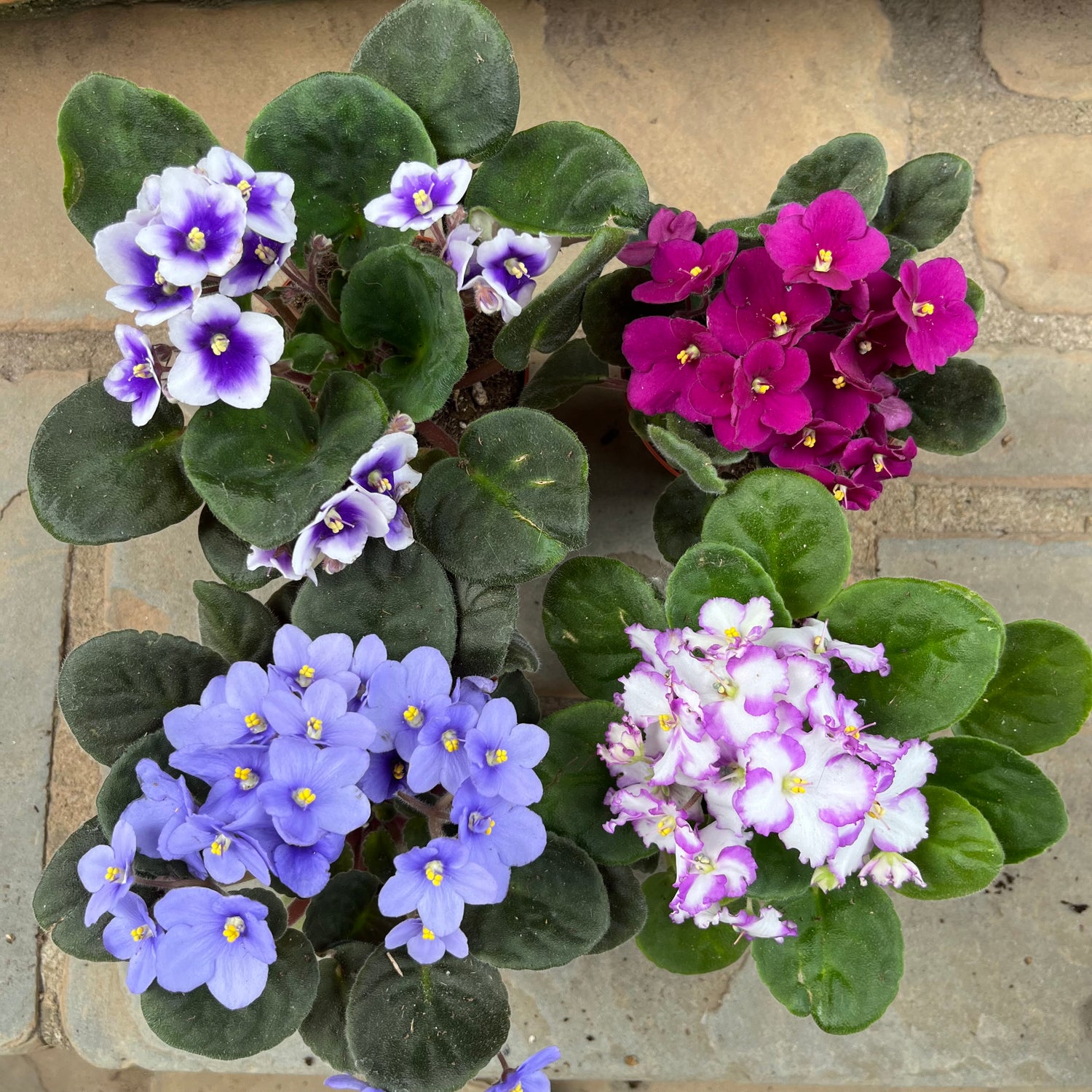 African Violet