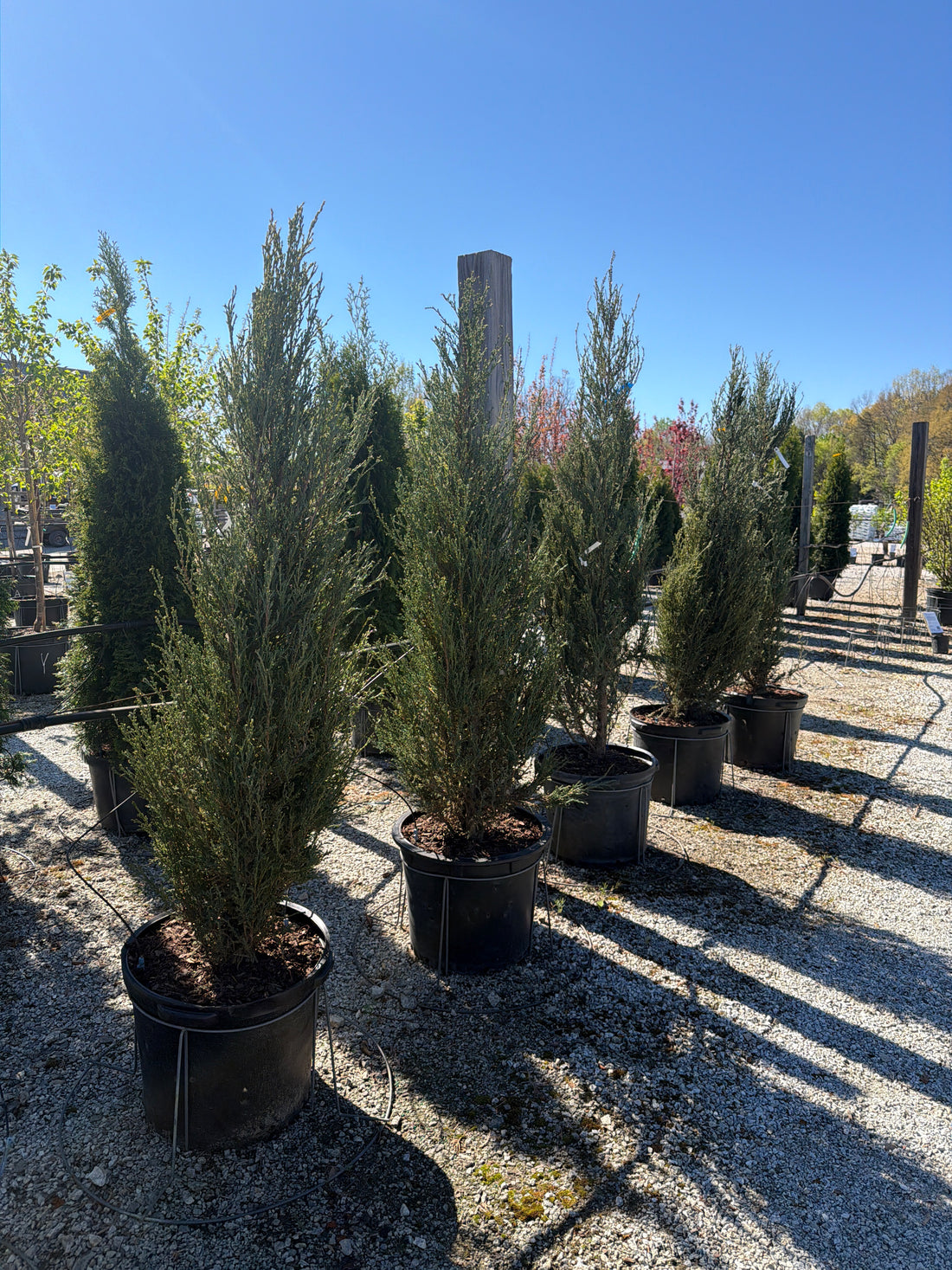 Blue Arrow Juniper