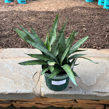 Silver Streak Sansevieria