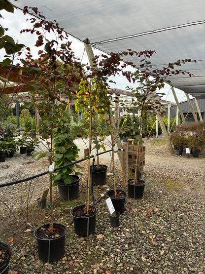 Carolina Sweetheart Redbud