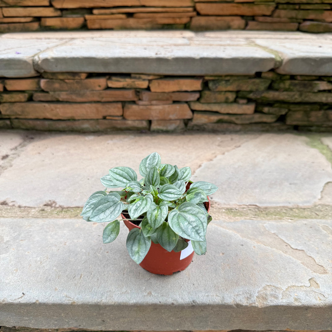 San Marino Peperomia