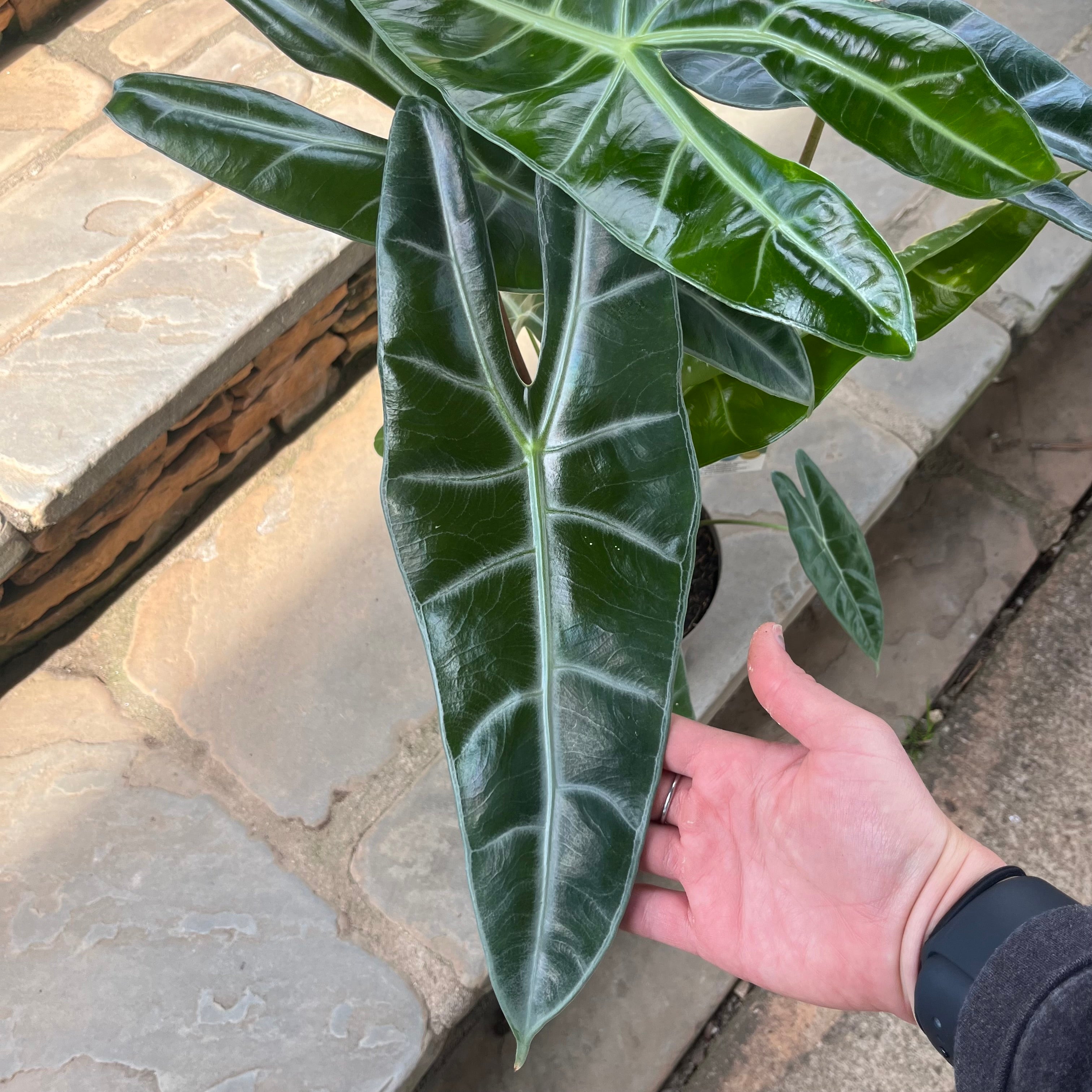 Alocasia Longiloba