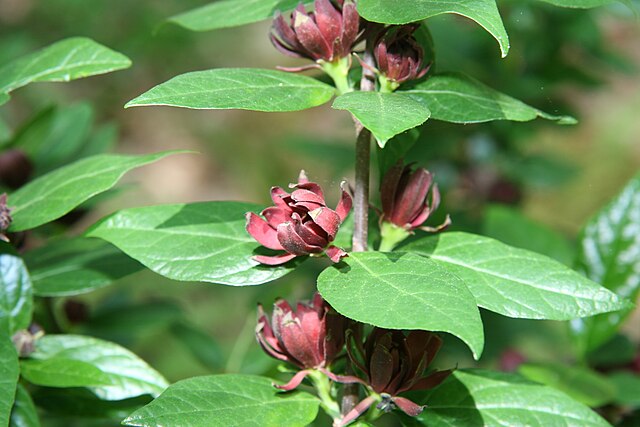 Carolina Sweetshrub