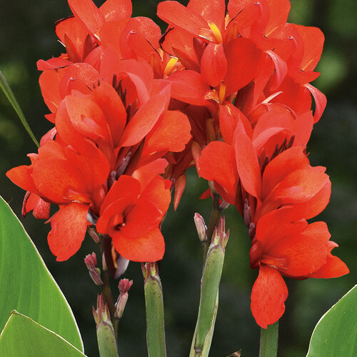 Canna Lily