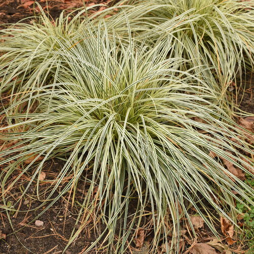 Carex
