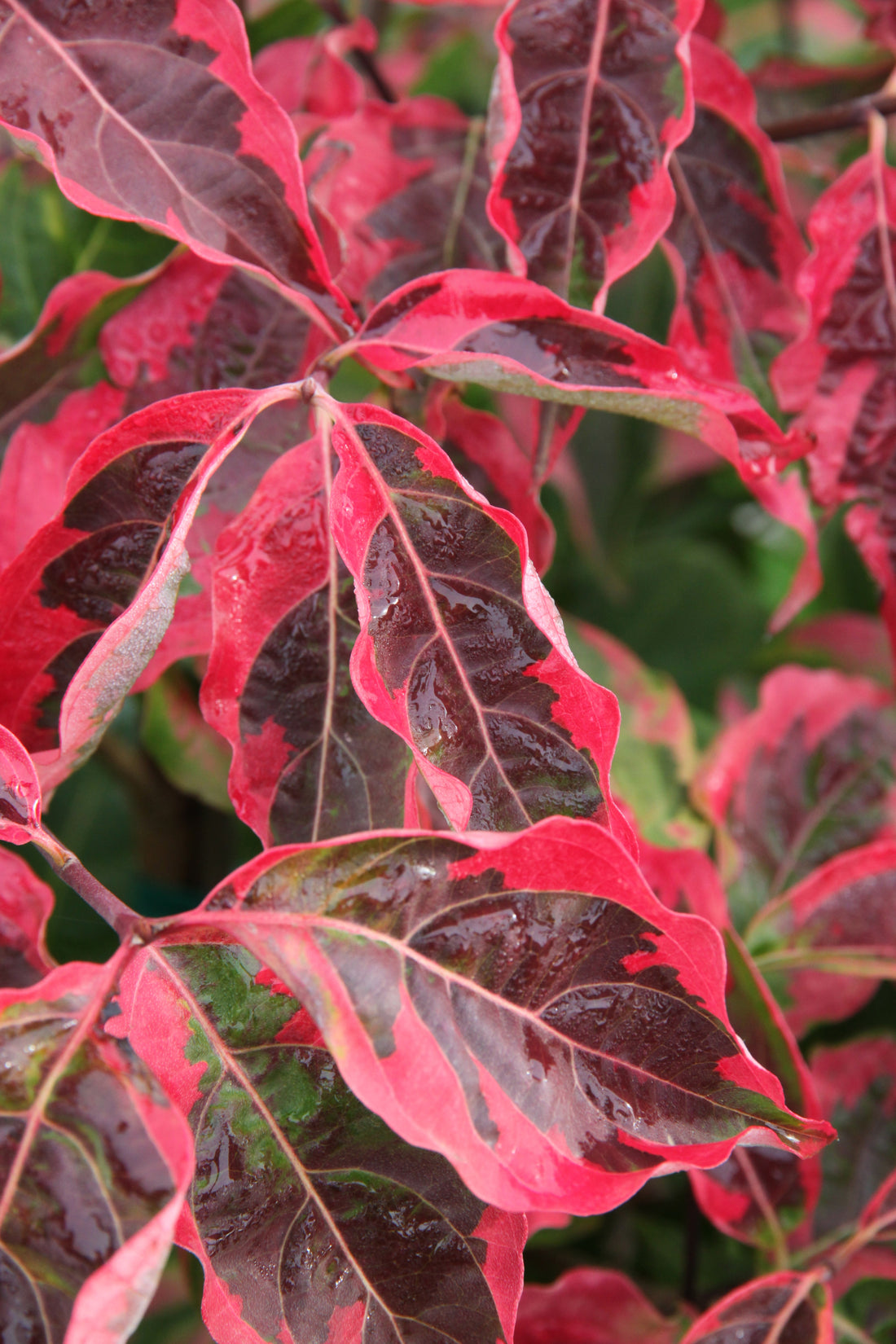 Celestial Shadow Dogwood