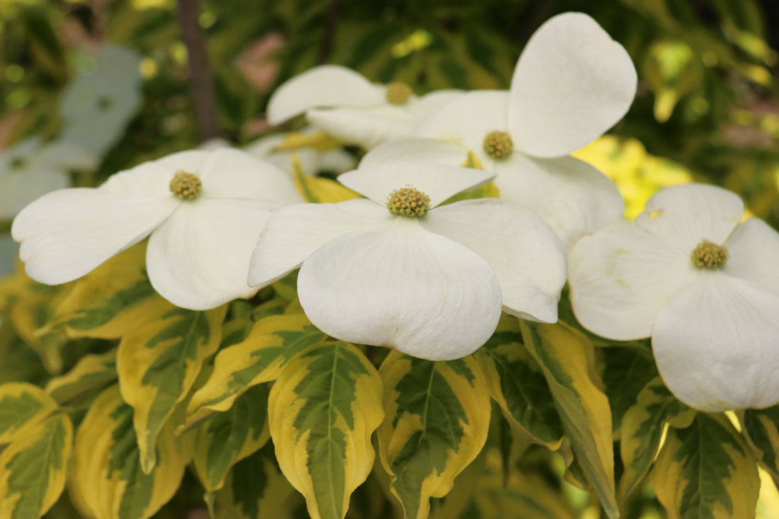 Celestial Shadow Dogwood