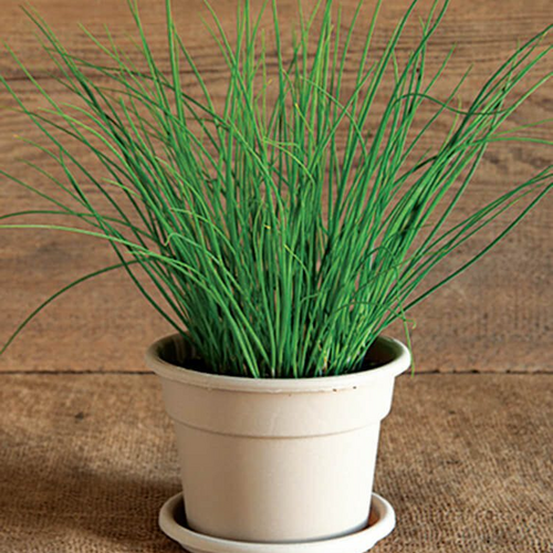 Chives