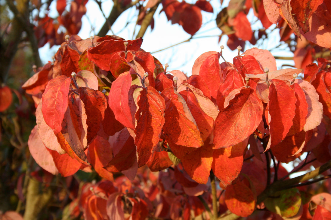 Cloud Nine Dogwood