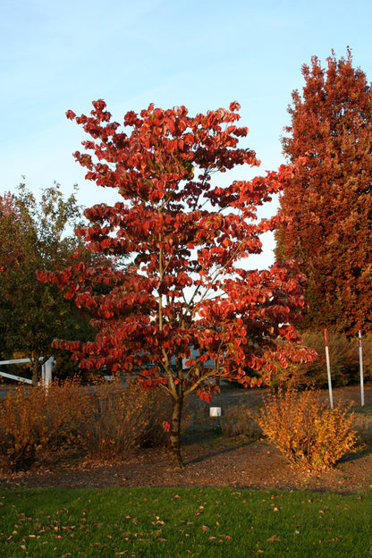Cloud Nine Dogwood