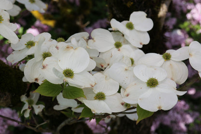 Cloud Nine Dogwood