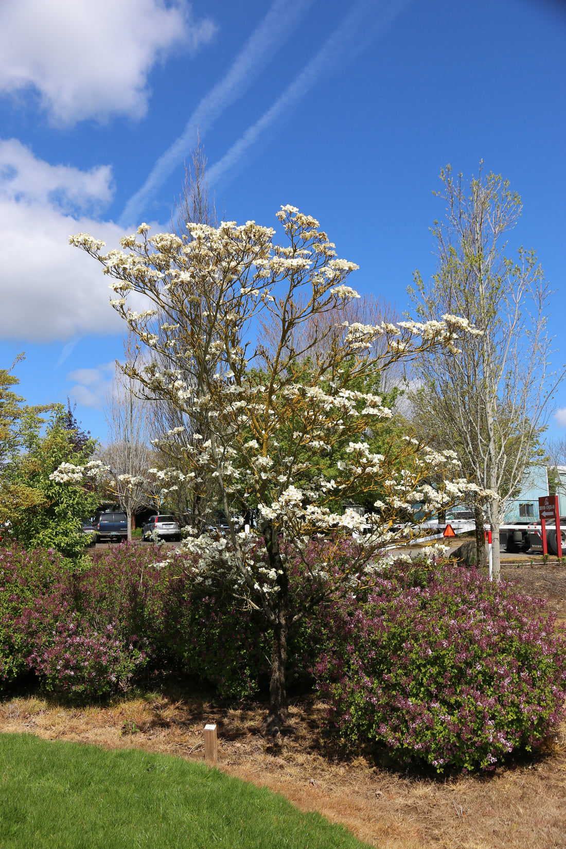 Cloud Nine Dogwood