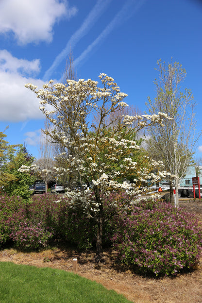 Cloud Nine Dogwood