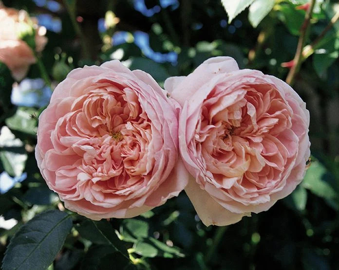Colette Climbing Rose