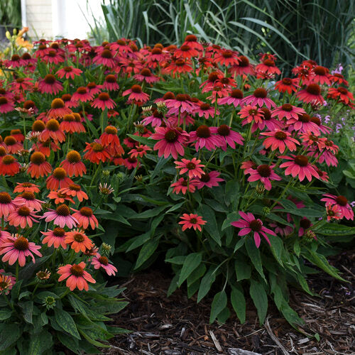 Coneflower