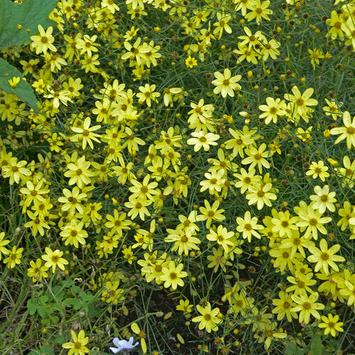 Coreopsis