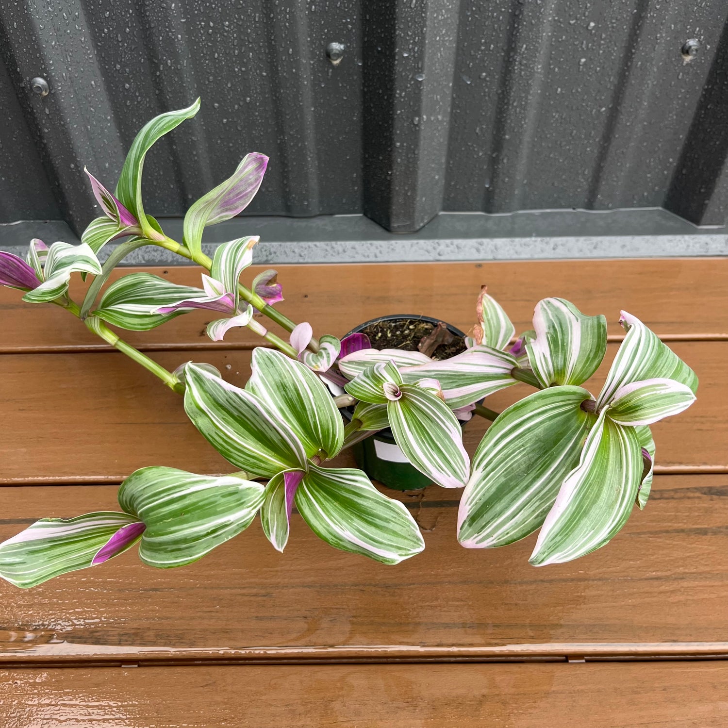 Nanouk Tradescantia – Lichtenfelt's