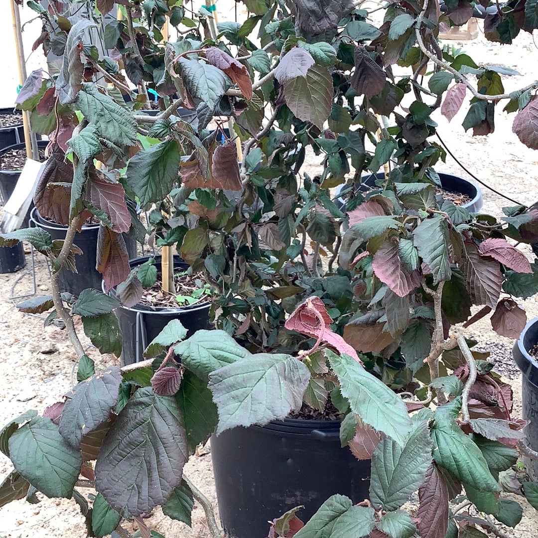 Red Dragon Contorted Filbert 15 Gal – Lichtenfelt's