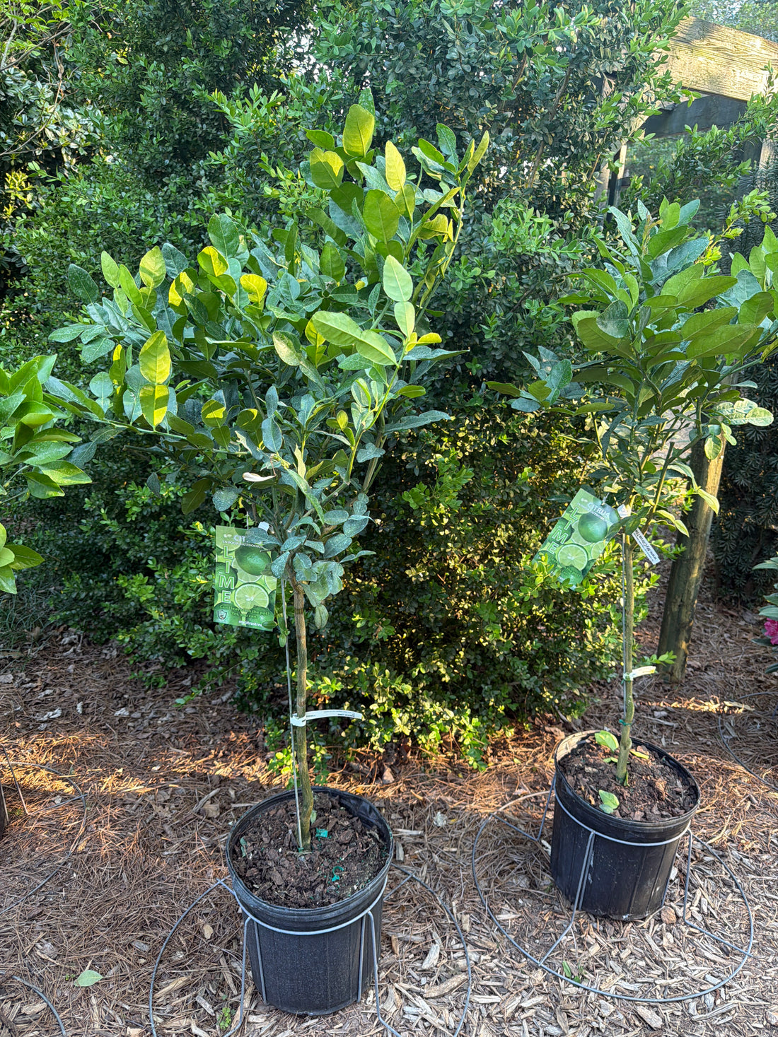 Kaffir Lime