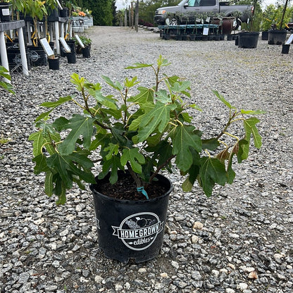 Little Miss Figgy Fig