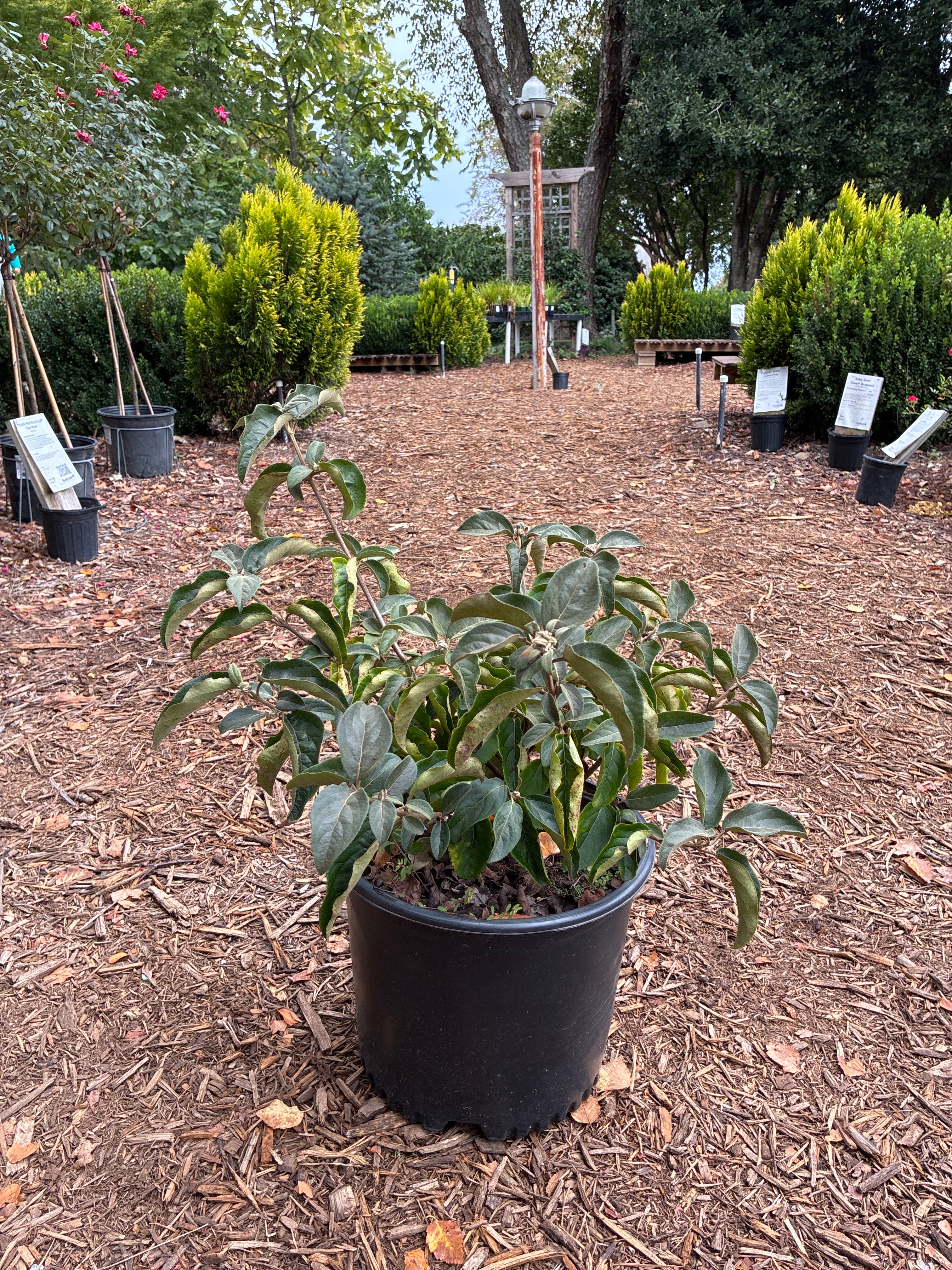 Chinese Snowball Viburnum