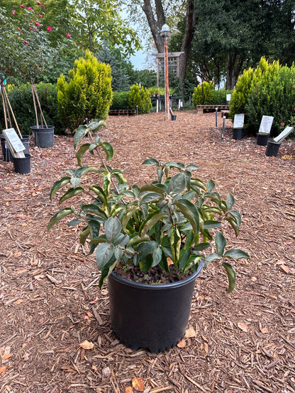 Chinese Snowball Viburnum