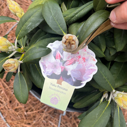 Yaku Princess Rhododendron 3 Gal