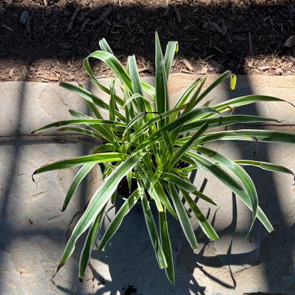 spider plant radiation Reverse Spider Plant – Lichtenfelt's