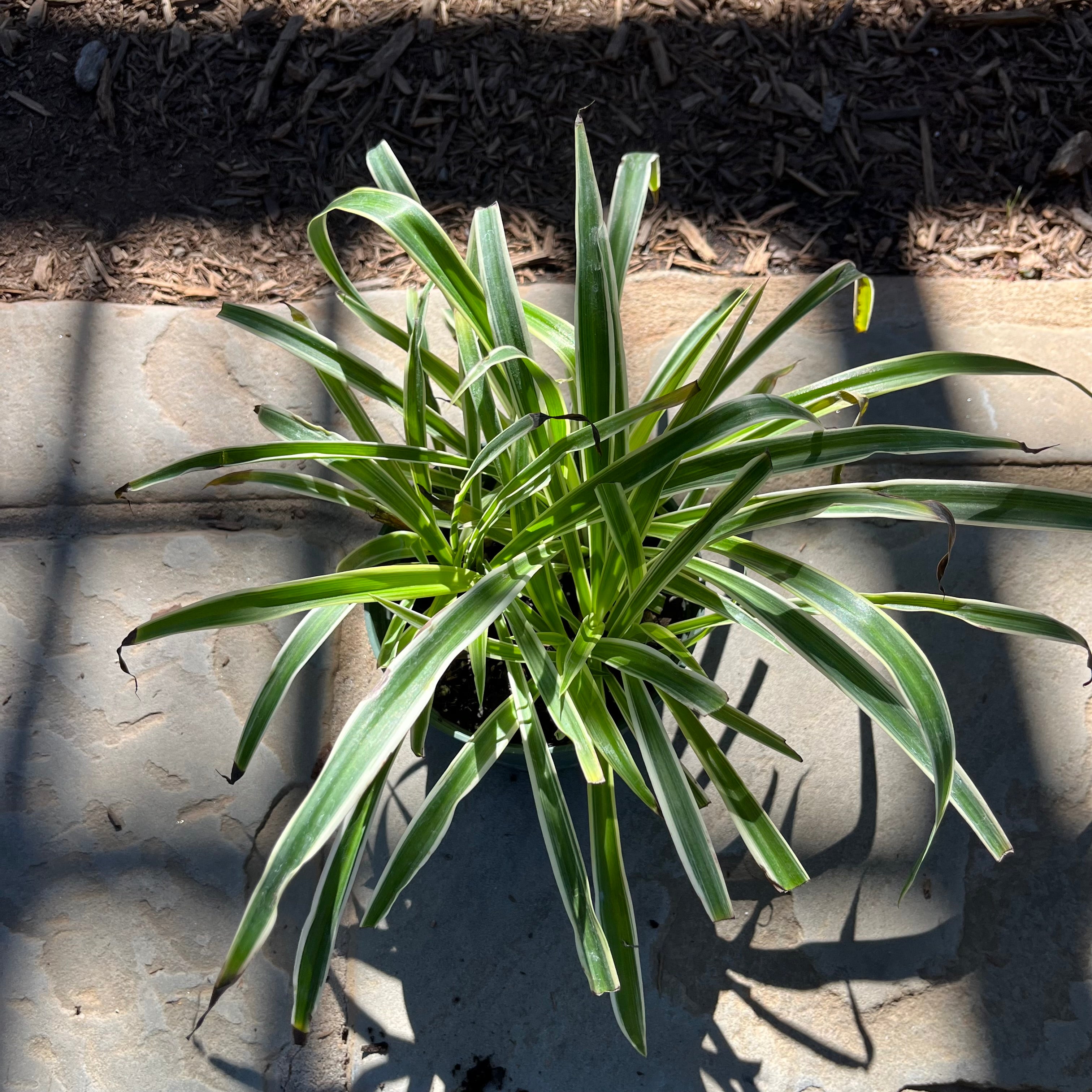 Reverse Spider Plant