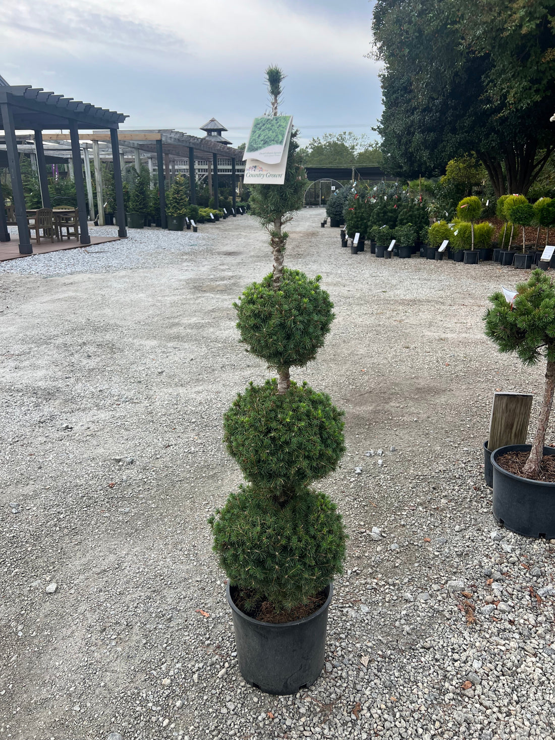 Dwarf Alberta Spruce 4-tier