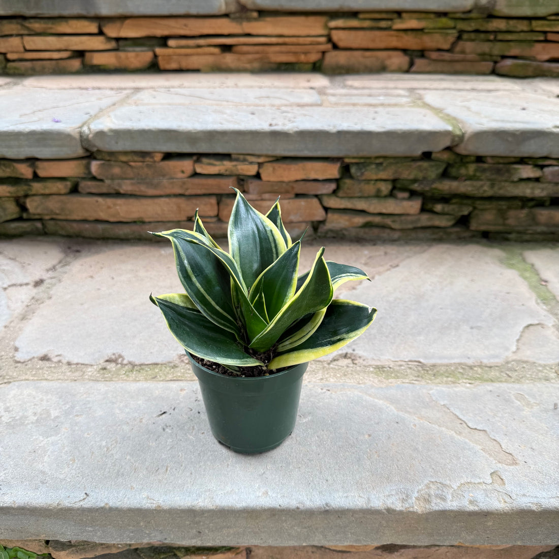 Lotus Hahnii Sansevieria