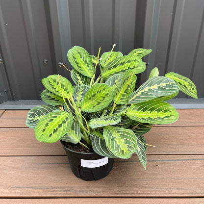 Lemon Prayer Plant (Maranta)