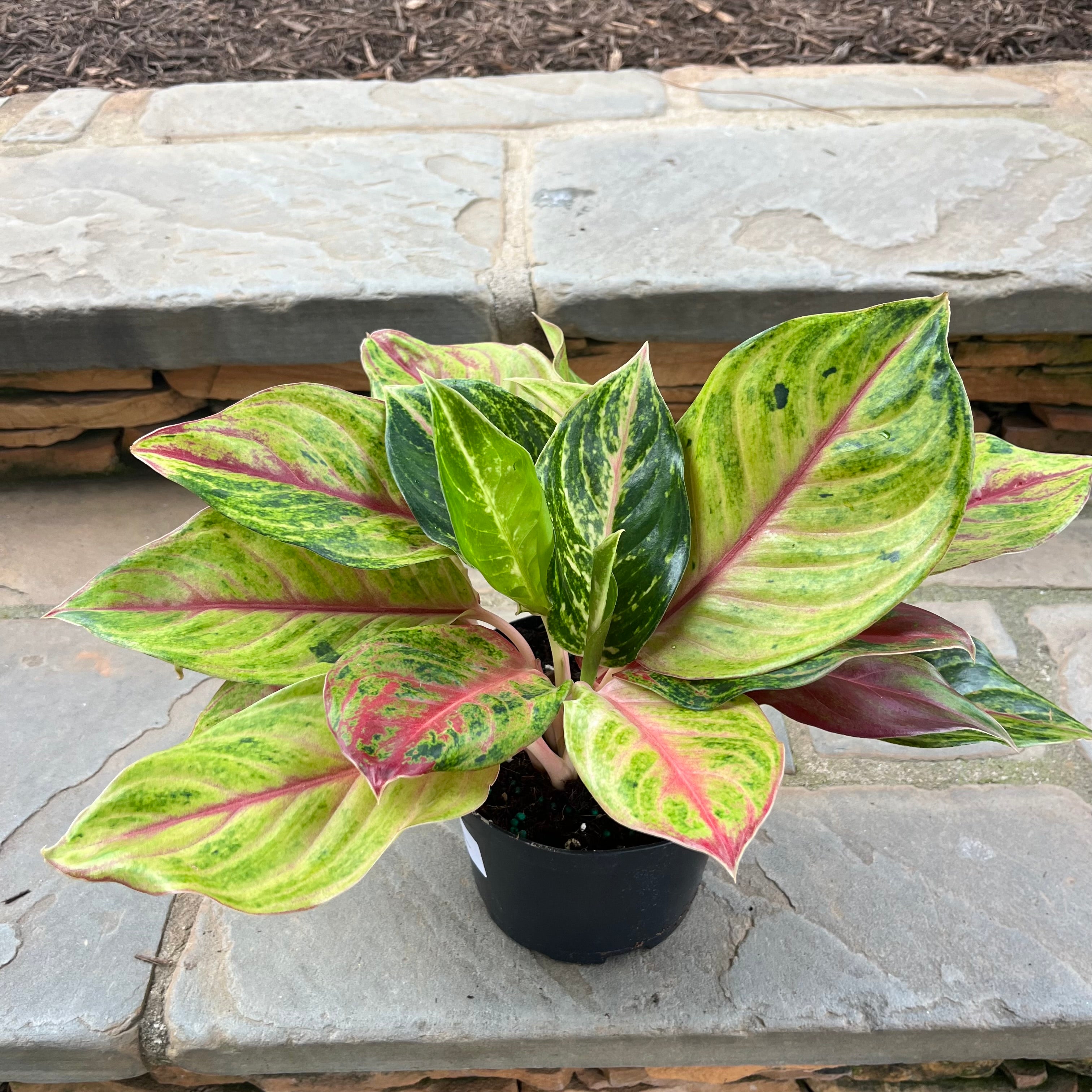 Golden Papaya Aglaonema