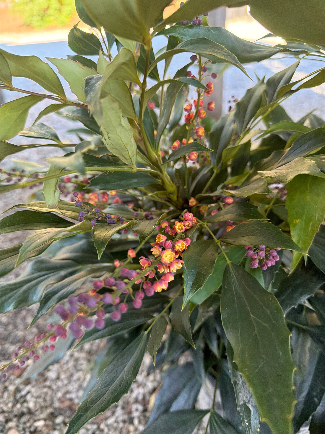 Dragon Scales Mahonia