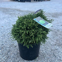White Pygmy Cypress 3 Gal