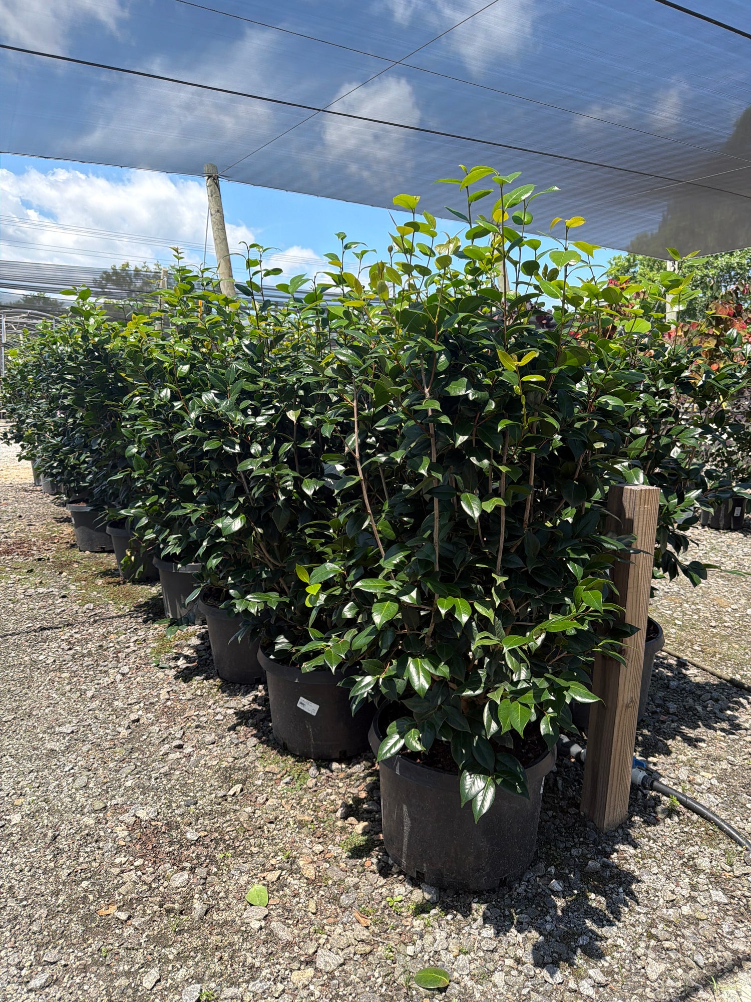 Ack-Scent Camellia