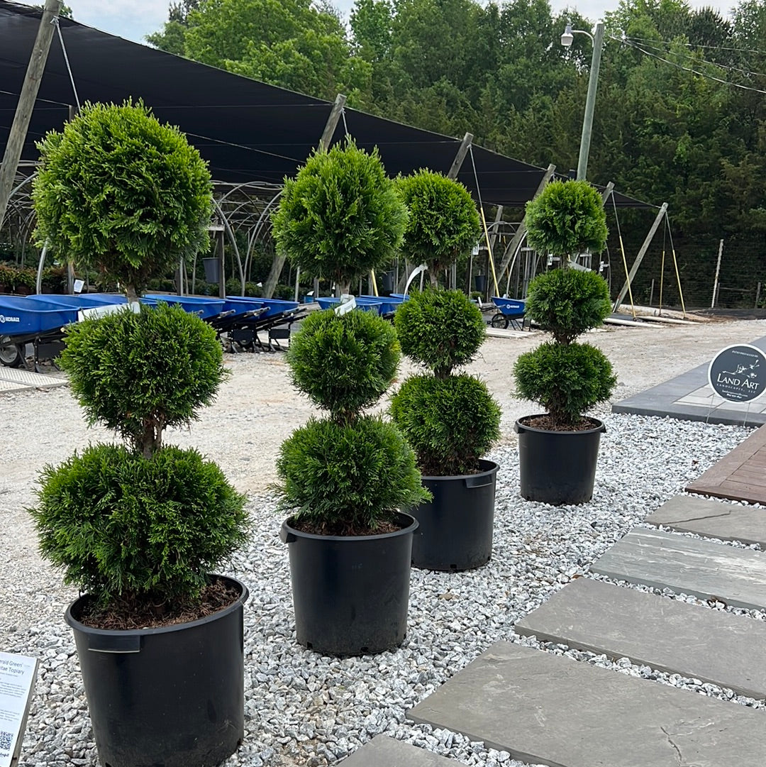 Emerald Green Arborvitae Topiary
