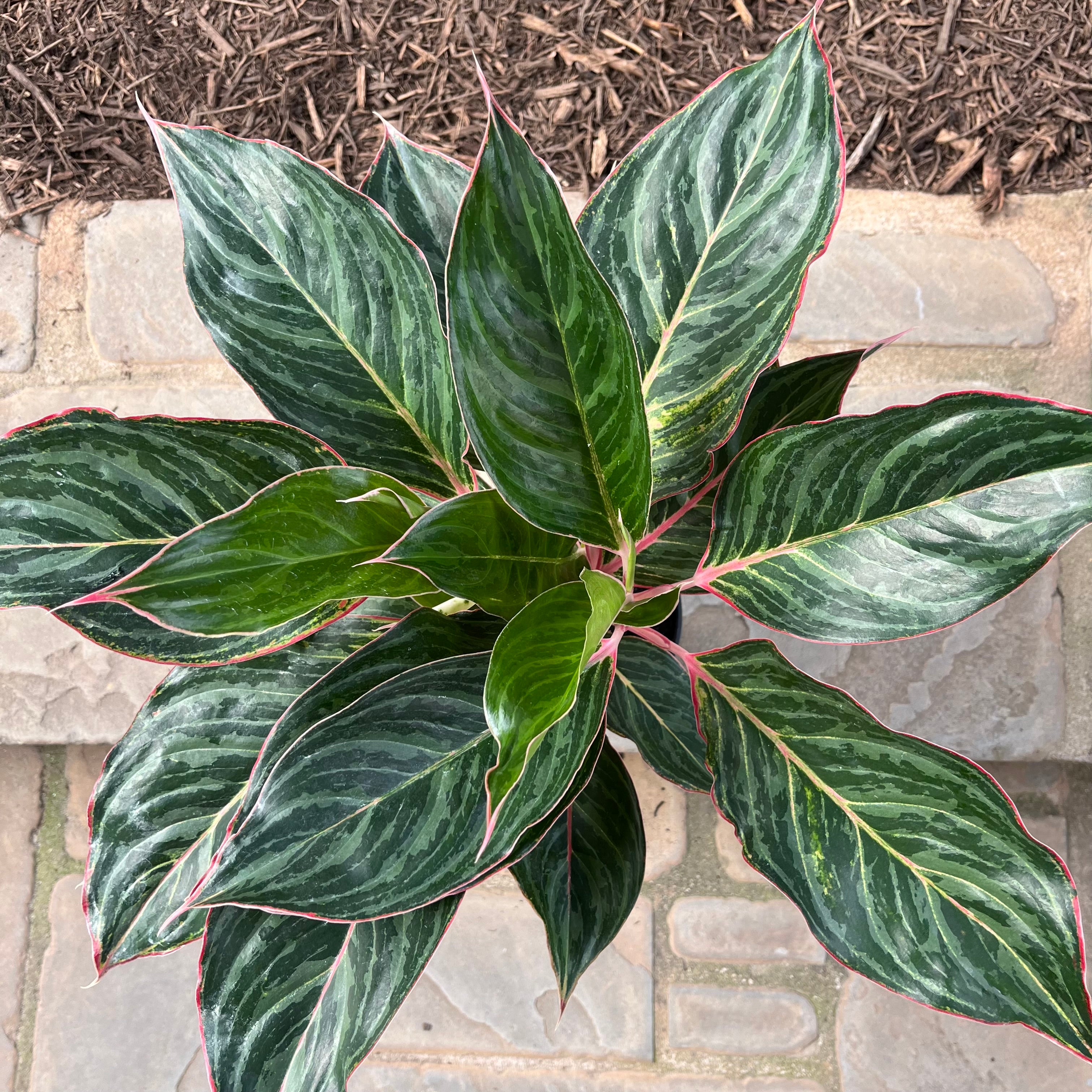 Milestone Aglaonema