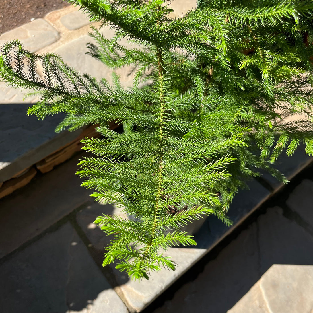 Norfolk Island Pine