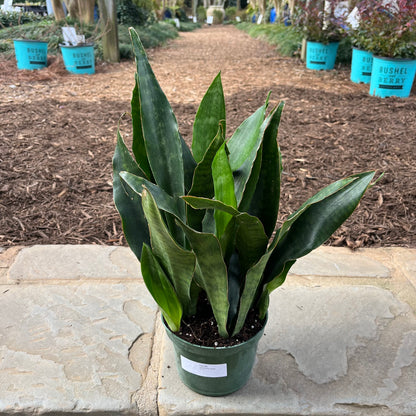 jaboa sansevieria Sansevieria Jaboa – Lichtenfelt's