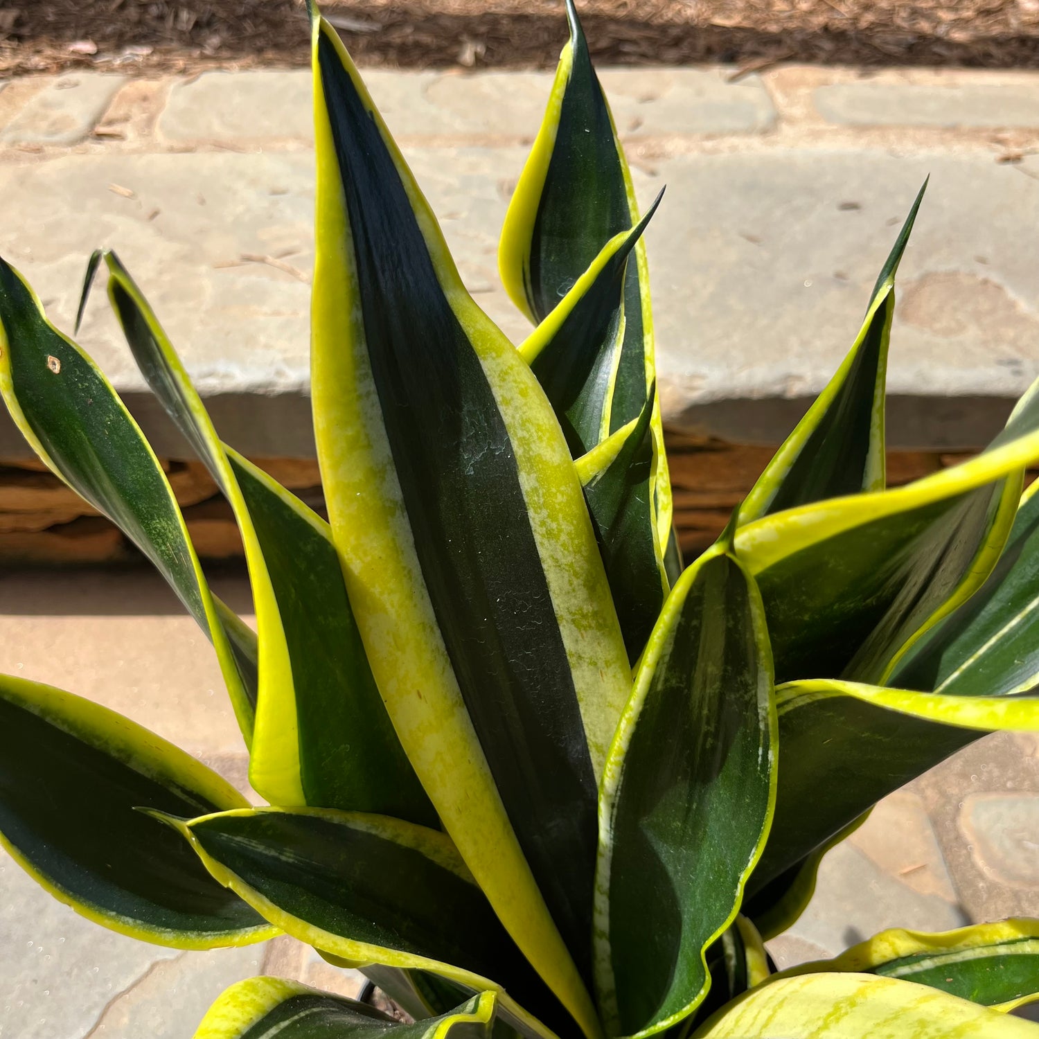 Black Gold Compacta Sansevieria