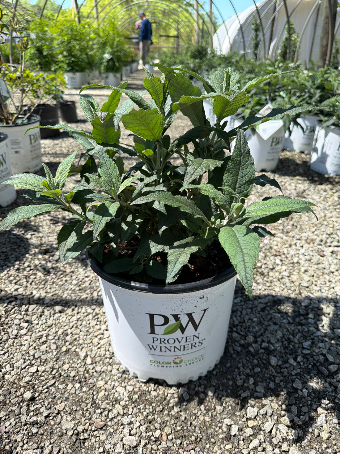 Pugster Sorbet Butterfly Bush