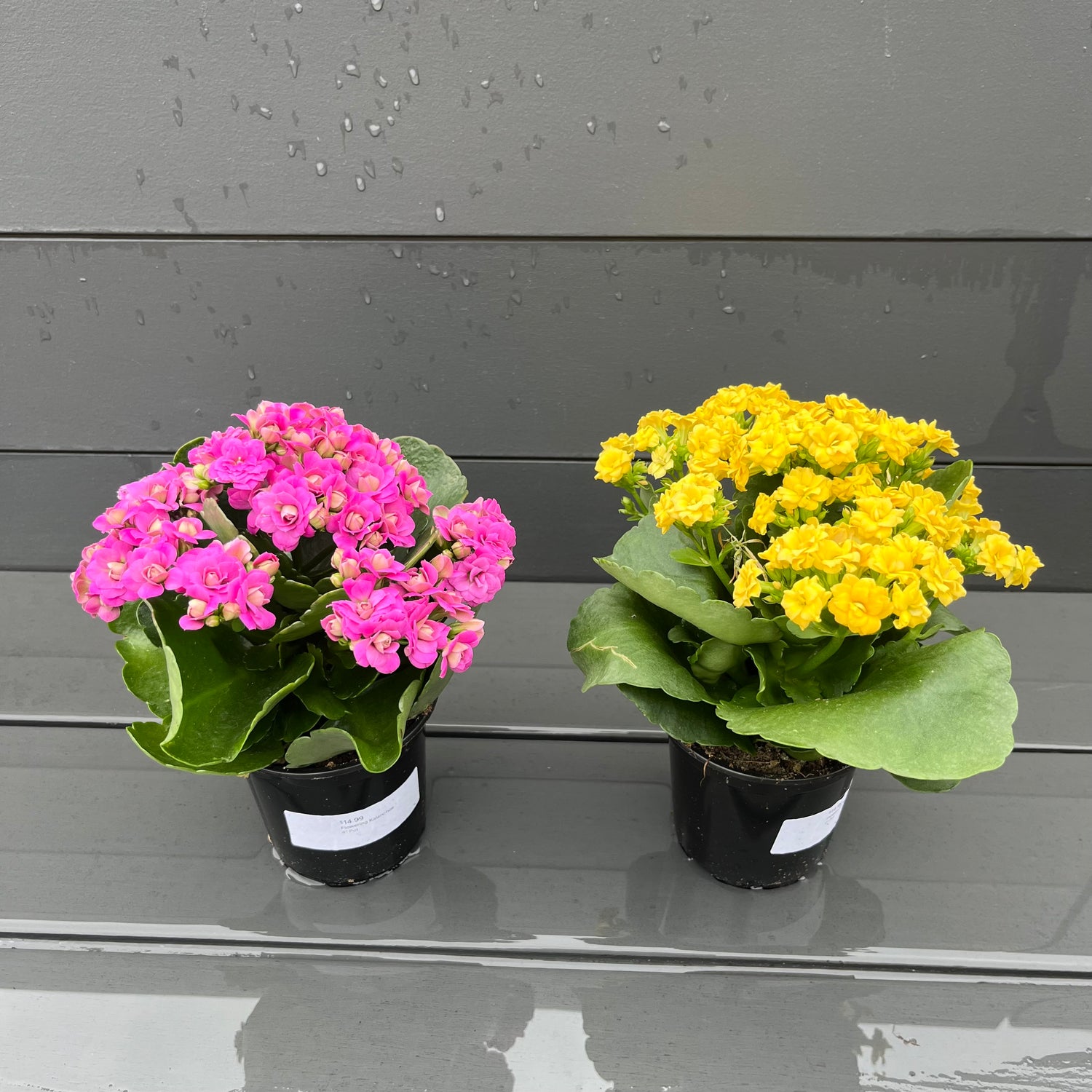 Flowering Kalanchoe