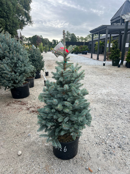 Bizon Blue Spruce