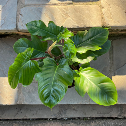 green emerald philodendron Emerald Ripcurl Philodendron – Lichtenfelt's
