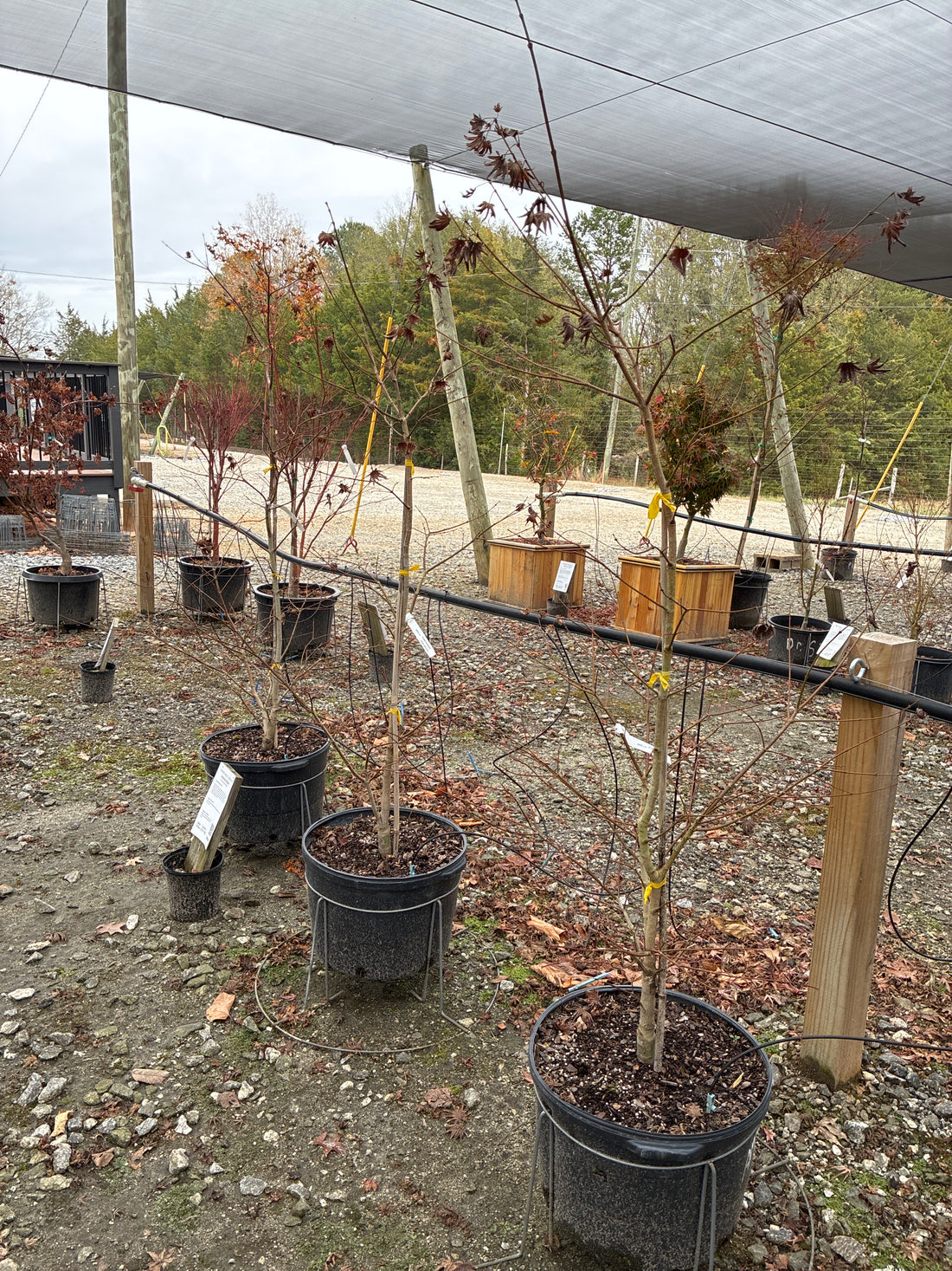 Autumn Moon Japanese Maple