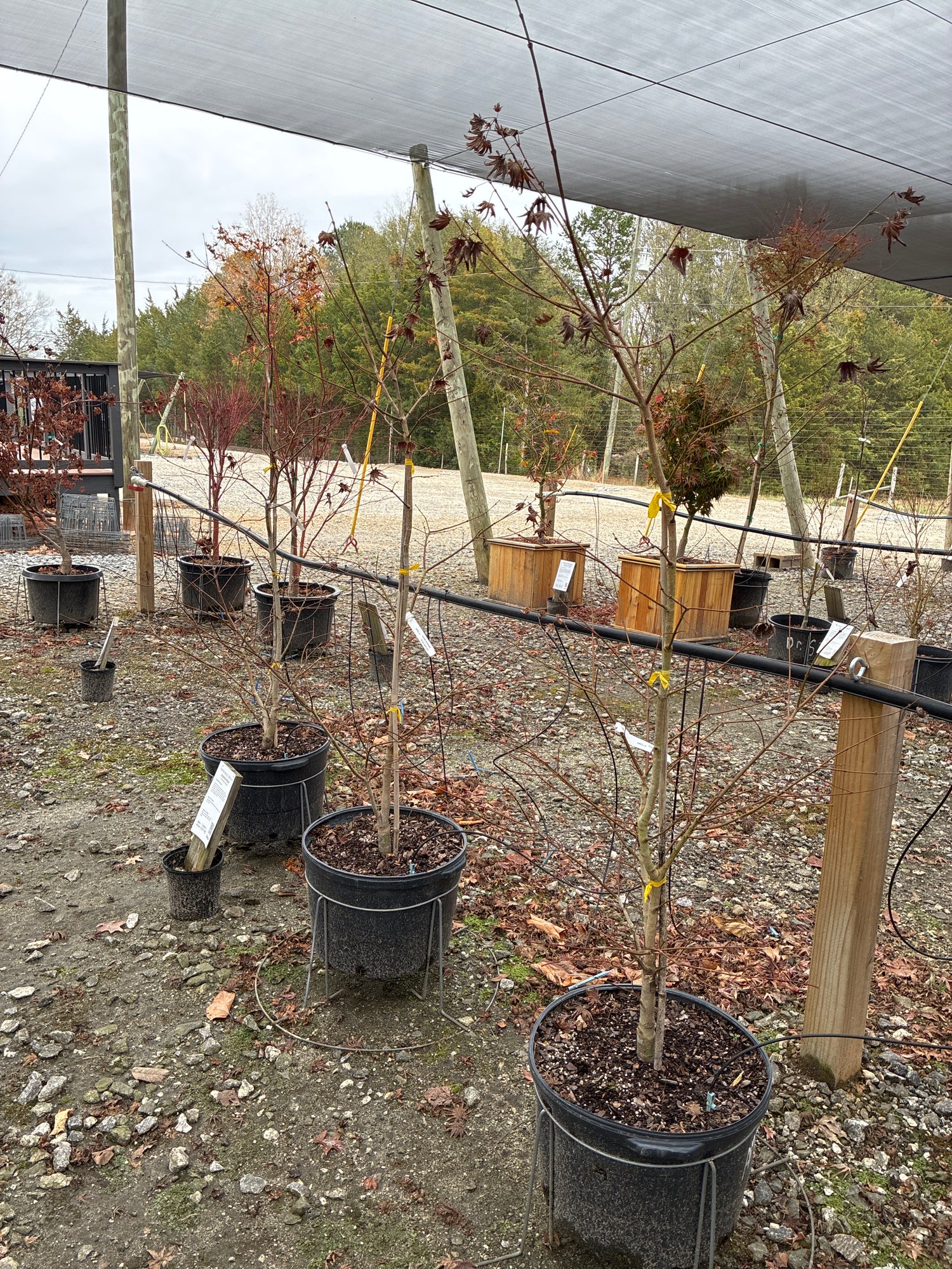 Autumn Moon Japanese Maple