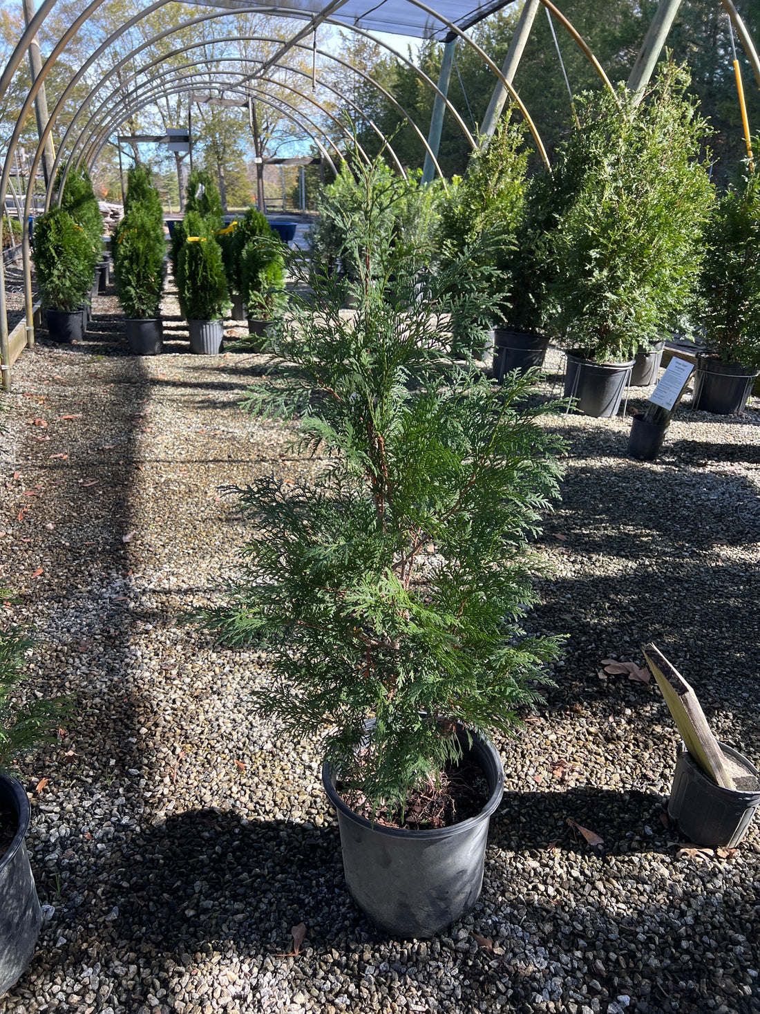 American Pillar Arborvitae