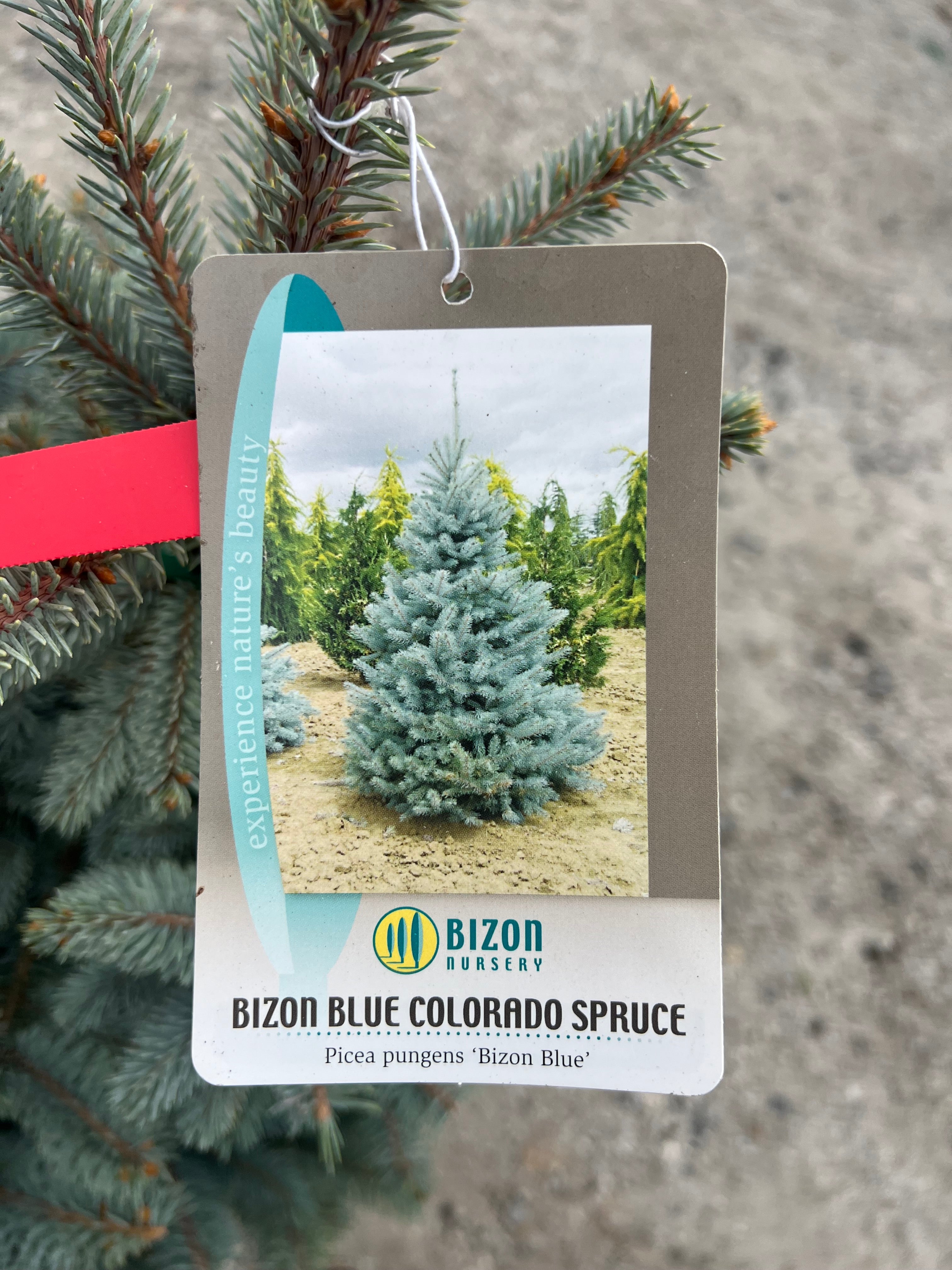 Bizon Blue Spruce