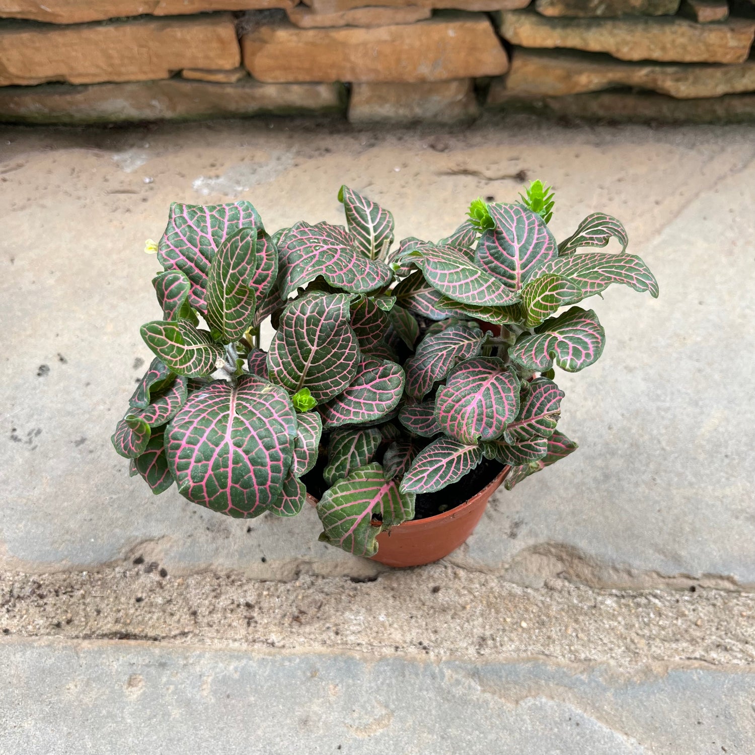 Fittonia